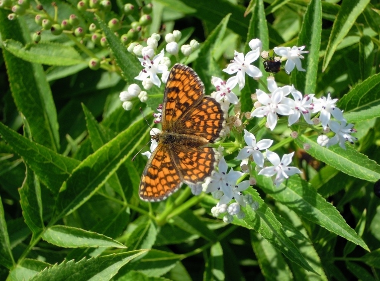 Melitaea nevadensis, Nymphalidae